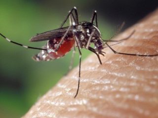 ustipnutie komarom
